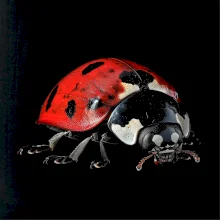 Lienka za spredu čierna fotka