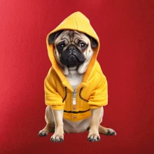 Mops v mikine Mops v mikine