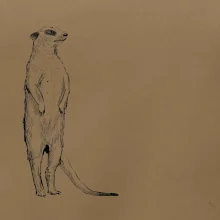 Surikata čierna kresba