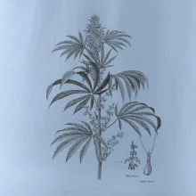 Konope kvietok čiernobiely  