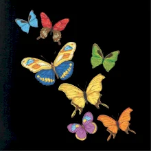 Farebné motýle Farebné motýle