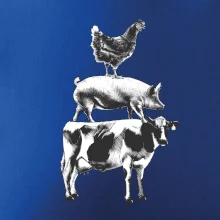 Sliepky prasa krava Sliepky prasa krava