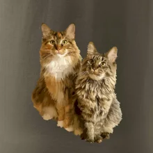 Mačky vectorizované (Moňas)