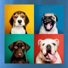 Psi šteňatá koláž