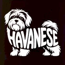 Havanese nápis v tele