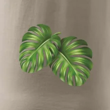 Monstera - dva listy