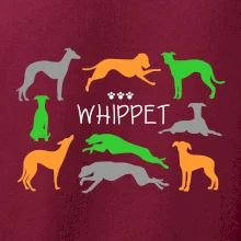 Whippet farebný