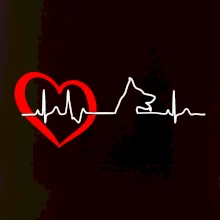 Nemecký ovčiak ekg