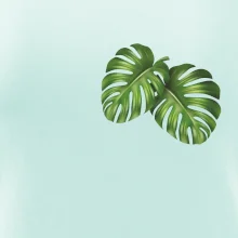 Monstera listy na prsu