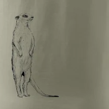 Surikata čierna kresba