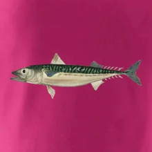 Makrela obecná Makrela obecná