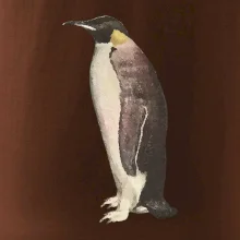 Tučniak kreslený vodovými farbami