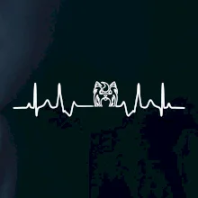 Shih-tzu ekg hlava Shih-tzu ekg hlava