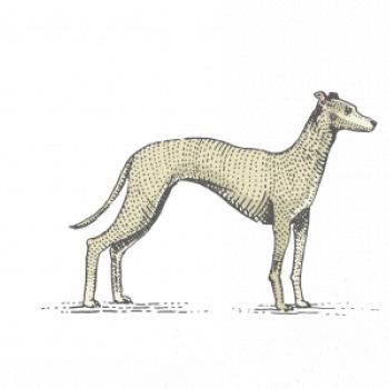 Vintage Whippet