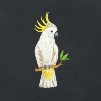 Papagáj Kakadu kreslený Papagáj Kakadu kreslený