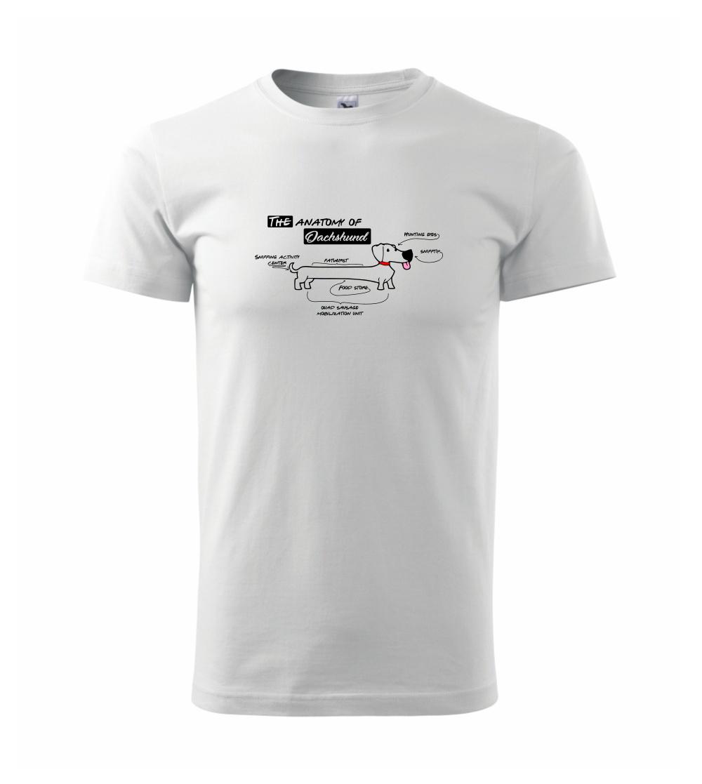 Jazvečík - Anatómia Jazvečík - Anatómia