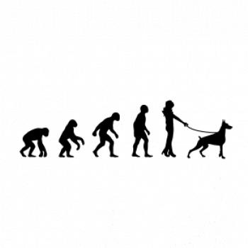 Evolúcia pes doberman (muž-žena)