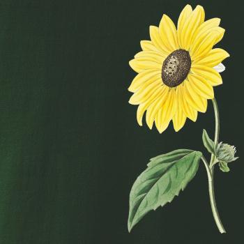 Slnečnica otočená