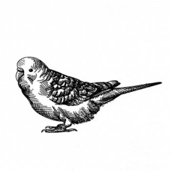 Ceruzkou kreslený Papagáj