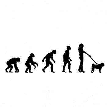 Evolúcia pes Mops (muž-žena)