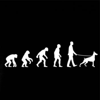 Evolúcia pes doberman (muž-žena)
