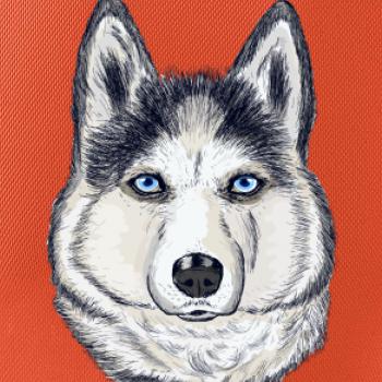 Husky hlava - kreslený