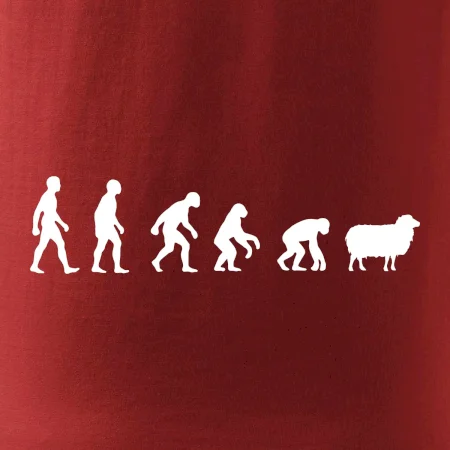 Evolúcia ovce