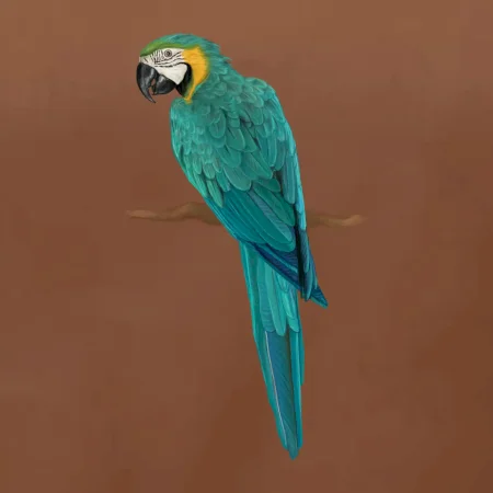 Ara