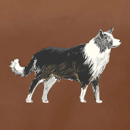 Border kólia kreslená