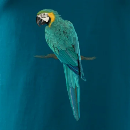 Ara