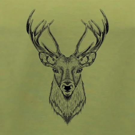 Jeleň kresba