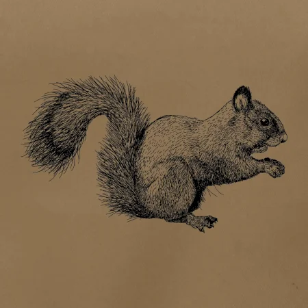 Veverička kresba
