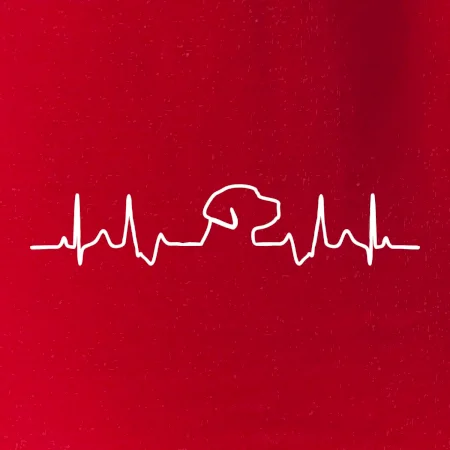 Labradorský retriever‎ EKG