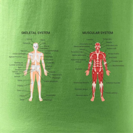 Skelet and Moscular system