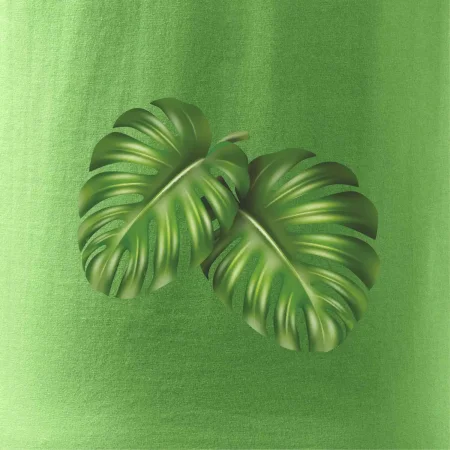 Monstera - dva listy