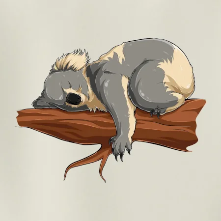 Koala na vetve