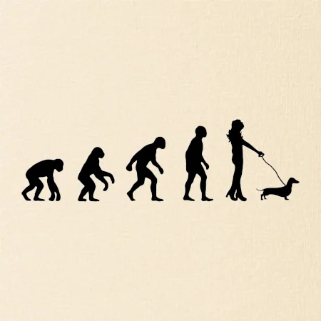 Jazvečík Evolúcia žena