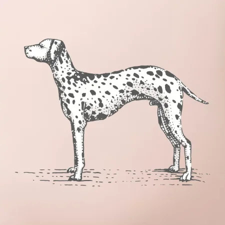 Vintage Dalmatin