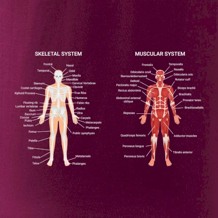 Skelet and Moscular system