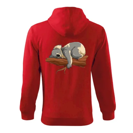 Koala na vetve