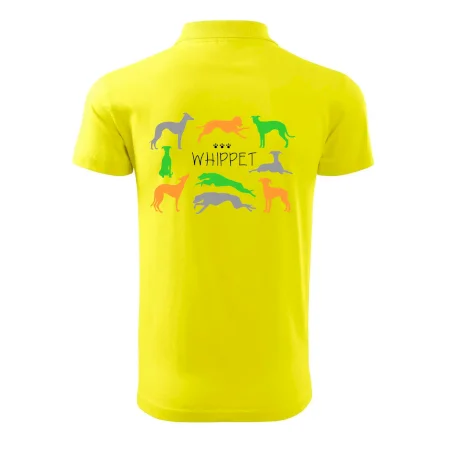 Whippet farebný