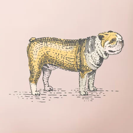 Vintage bulldog