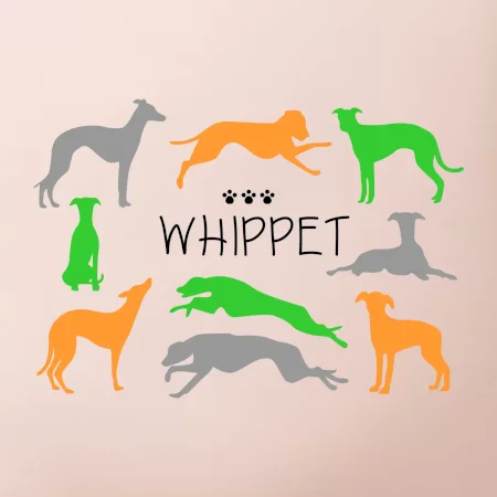 Whippet farebný
