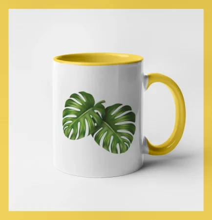 Monstera - dva listy