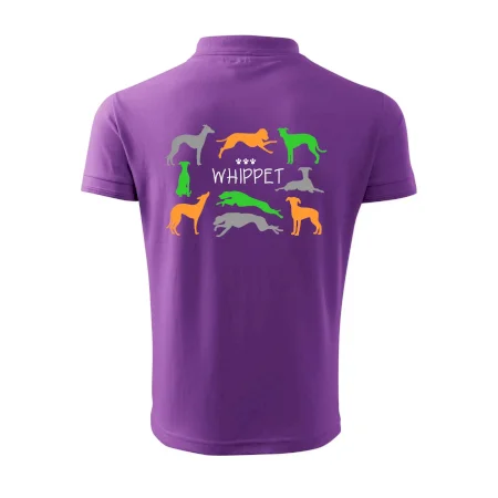 Whippet farebný