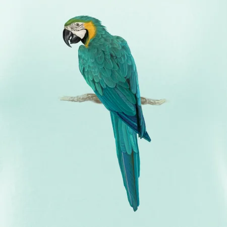 Ara