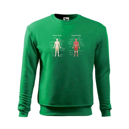 Skelet and Moscular system