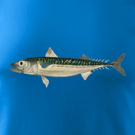 Makrela obecná