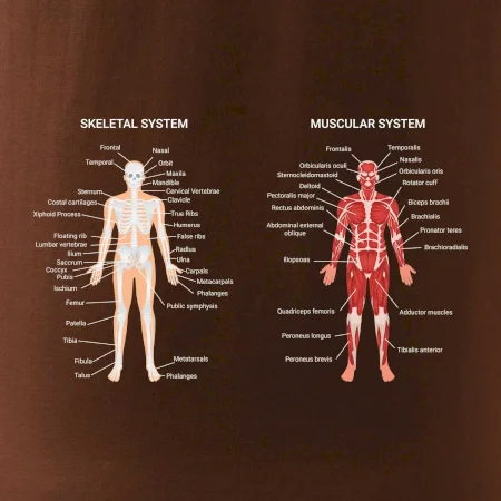 Skelet and Moscular system