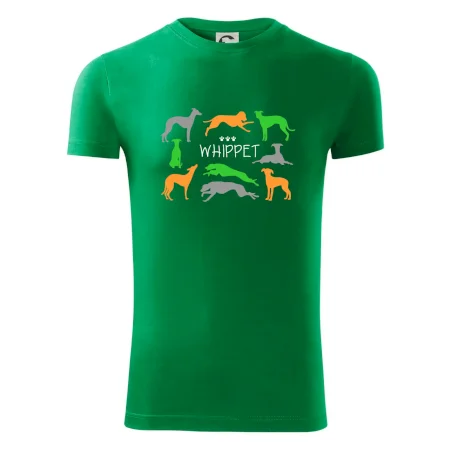 Whippet farebný